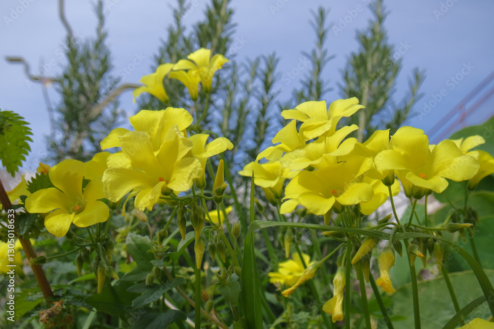 Obraz premium Natura