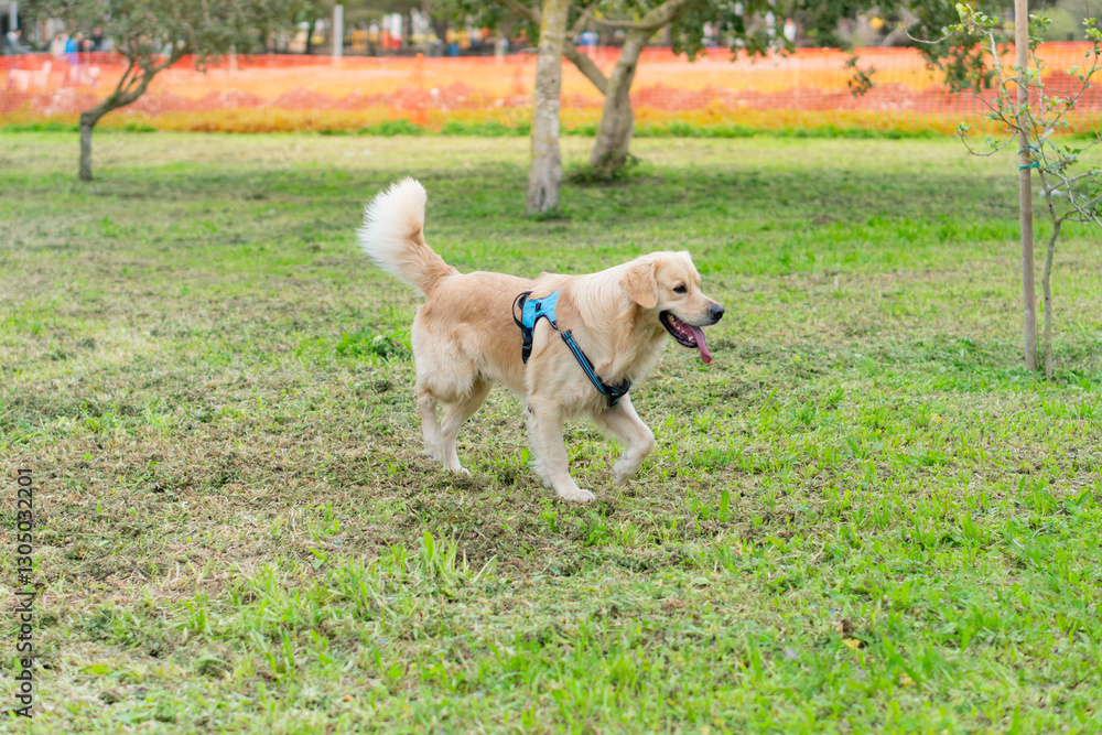 Happy Golden Retriever in motion. Funny running dog in a green spring meadow in Malta. Long haired canine animal. Selective focus on the pet, blurred background. Happy Golden Retriever in motion. Funny running dog in a green spring meadow in Malta. Long haired canine animal. Selective focus on the pet, blurred background.