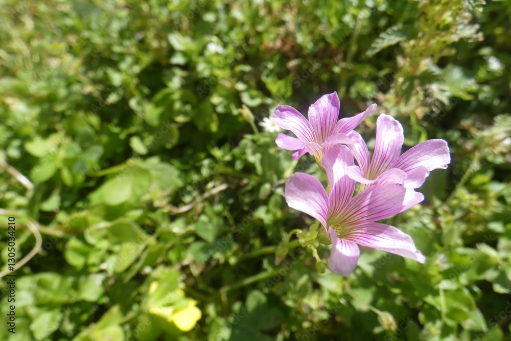 Natura Natura