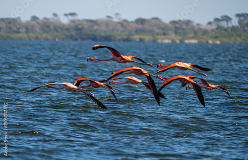 flamingos in flight