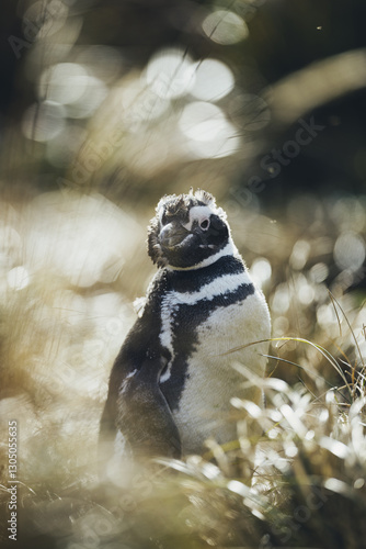 Magellan penguin in lush green hills on the Falkland Islands on a sunny day