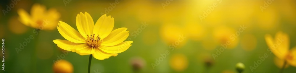 Yellow cosmos flower with soft focus background, blur, blossom Yellow cosmos flower with soft focus background, blur, blossom