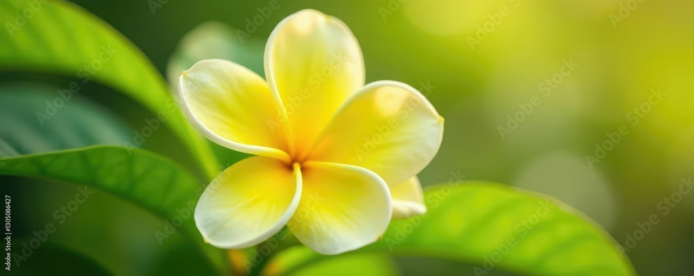 Fototapeta premium Yellow ixora flower with delicate white petals, flower, closeup, nature