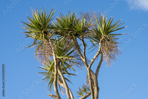 Cabbage palm tree against a blue sky