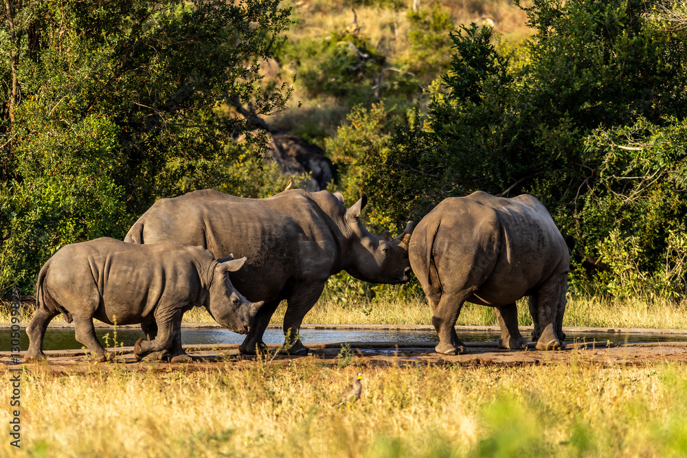 Three southern white rhinoceroses at a water hole in the lush green bushveld of the Krugernational park in south Africa, Three southern white rhinoceroses at a water hole in the lush green bushveld of the Krugernational park in south Africa,