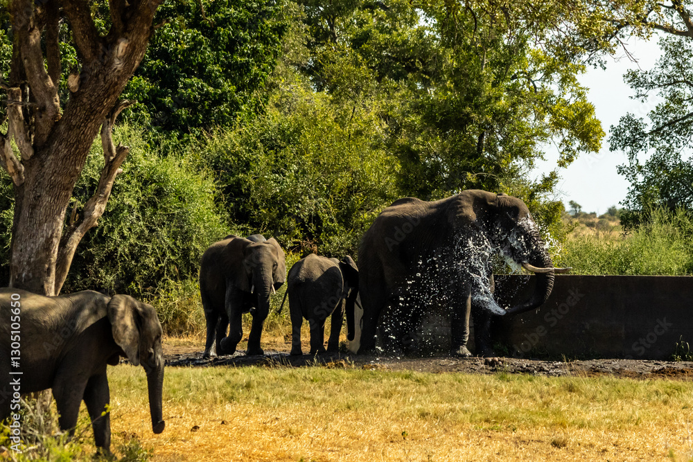 Fototapeta premium Elephants taking a bath, splashing itself with water at an artificial dam in the Kruger National Park.
