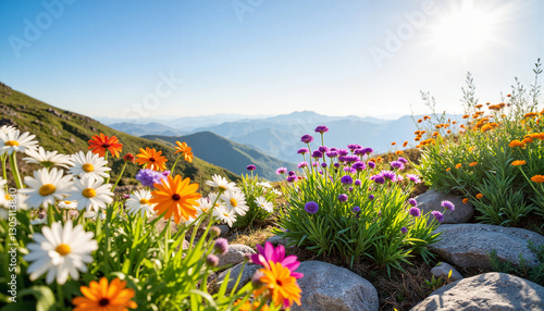 Vibrant alpine flowers blooming in rocky highland garden, summer beauty
