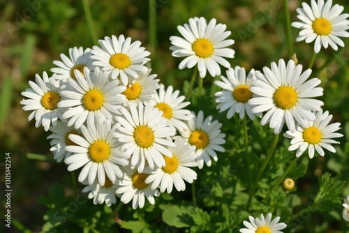 A Close up of a Bunch of White and Yellow Daisies - Generative AI