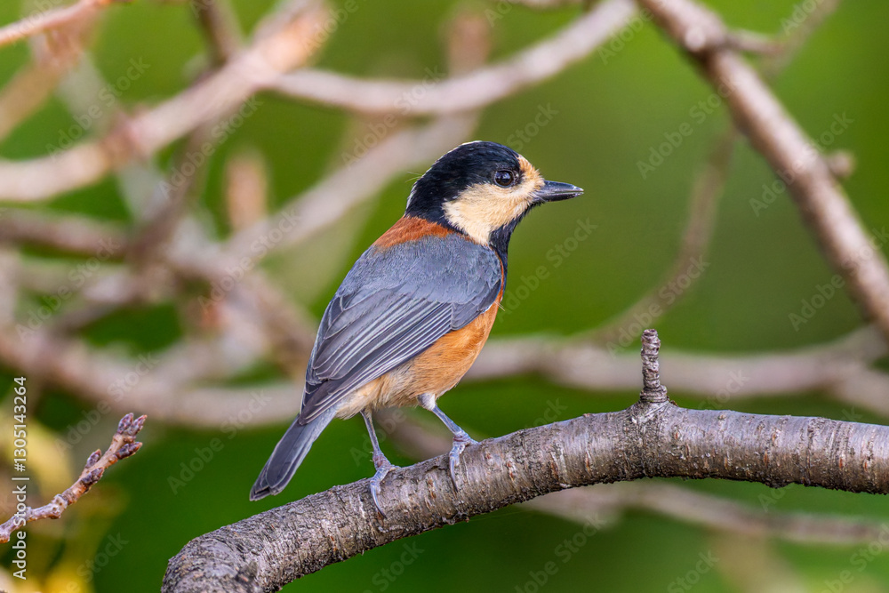 Fototapeta premium 枝にとまるヤマガラ
