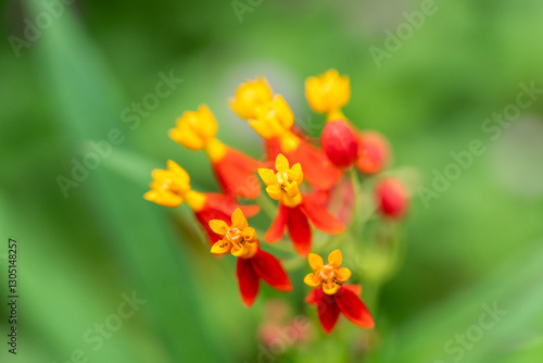 Vibrant Red and Yellow Tropical Milkweed Flowers Blooming in Green Foliage Garden