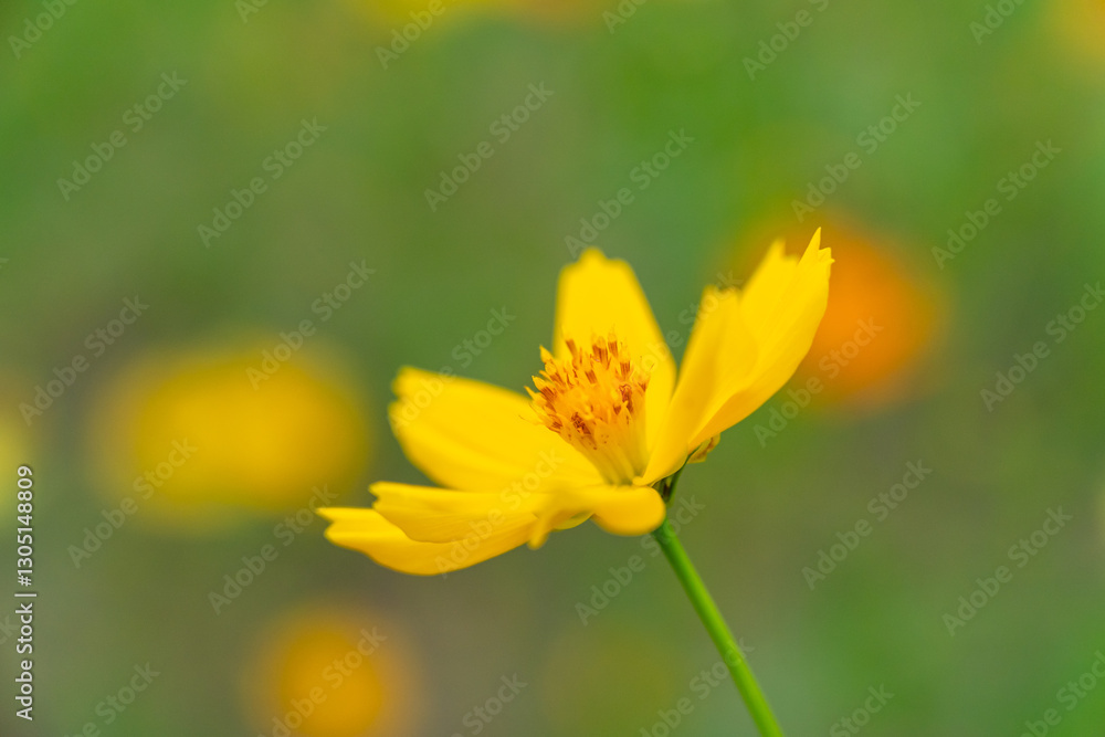 Vibrant Yellow Cosmos Flower in Bloom, Bangkok, Thailand Vibrant Yellow Cosmos Flower in Bloom, Bangkok, Thailand