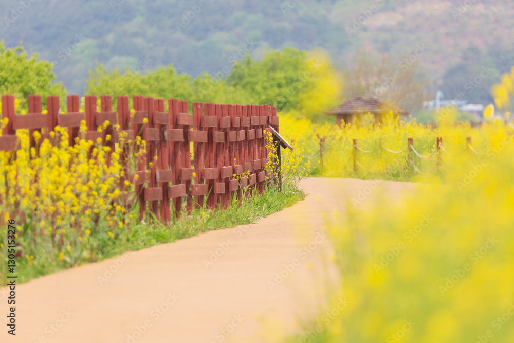 Fototapeta premium a canola-flowered view of the river