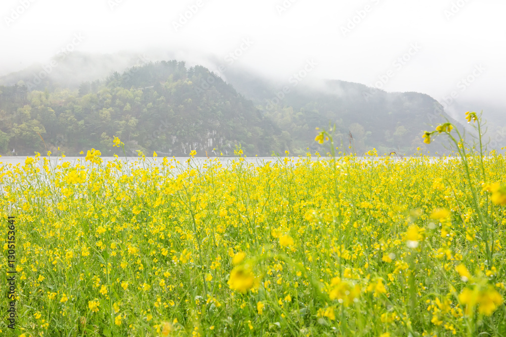 a canola-flowered view of the river a canola-flowered view of the river