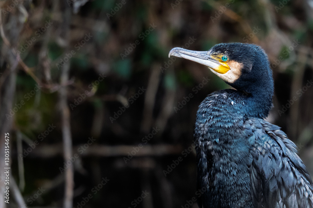Obraz premium Grand Cormoran 