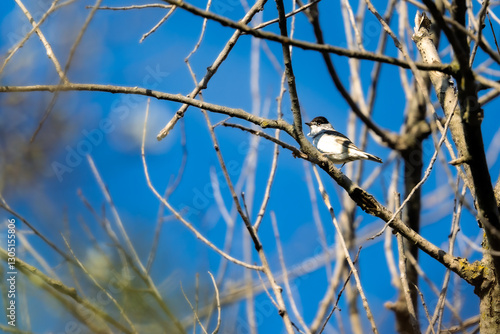 Fauvette à tête noire posée sur une branche  photo