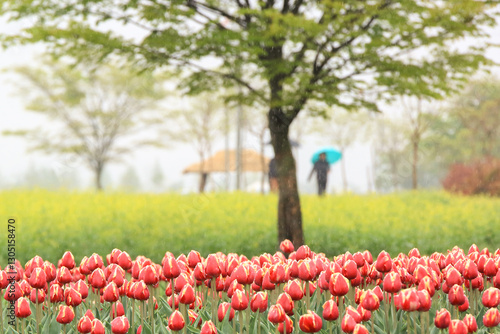 a view of a tulip-flowered garden photo