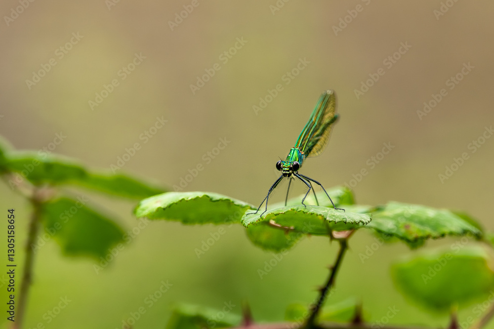Demoiselle posée Demoiselle posée