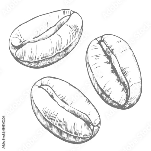 Detailed coffee beans sketch illustration, featuring hand-drawn beans in vintage style. Perfect for café branding, packaging, menus, and coffee-themed designs.coffee-beans