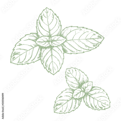 Detailed mint leaf sketch illustration, showcasing its textured veins and natural shape. Perfect for botanical art, culinary designs, herbal packaging, and nature-themed projects.mint- (1)