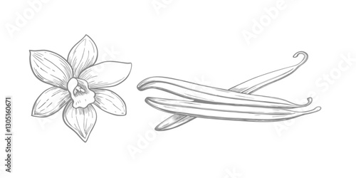 Vanilla flower sketch illustration, showcasing intricate petals and details in vintage style. Perfect for botanical art, fragrance designs, food packaging, and floral-themed projects.