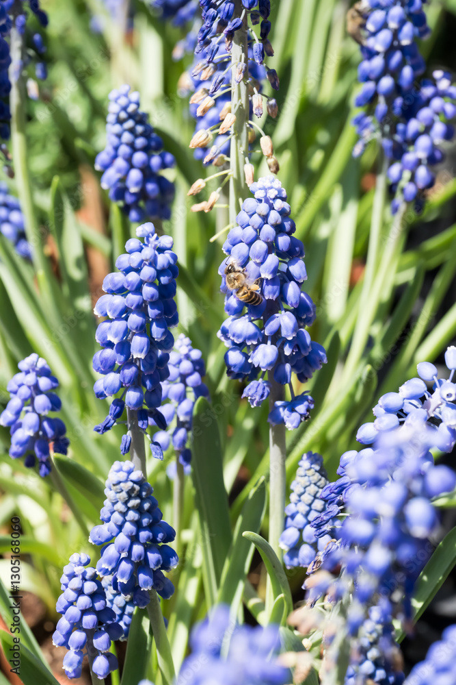 Beautiful grape hyacinth (muscari botryoides) flowers. Beautiful grape hyacinth (muscari botryoides) flowers.
