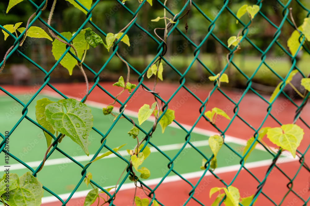 Fototapeta premium A climbing plant growing on the fence of a tennis court, appearing wet after a heavy rain a concept of a rain soaked tennis court