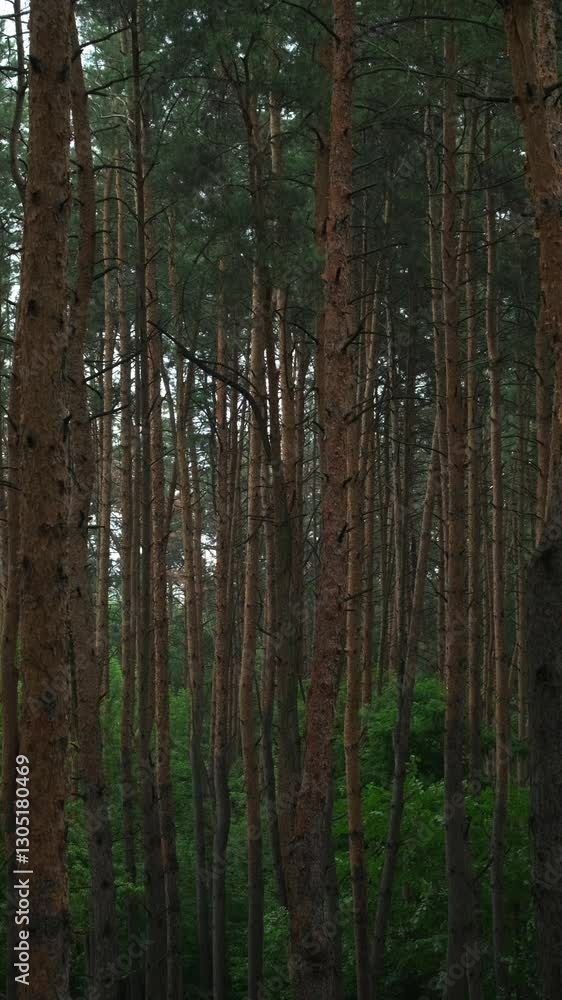 High Pines Sway in a Forest Breeze During a Stormy. Windy weather, storm warning High Pines Sway in a Forest Breeze During a Stormy. Windy weather, storm warning