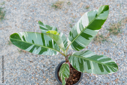 Closeup focus to fresh leaf of Musa Florida Albo Variegated  