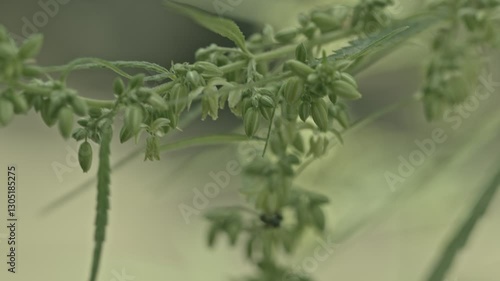 Wallpaper Mural The male hemp flowers are in full bloom and are released to the female plant for fertilization.
Male hemp flowers are bred to obtain seeds.
Insects fly around and pollinate cannabis flowers. Torontodigital.ca