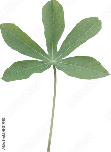 cassava leaf vector image isolated on white