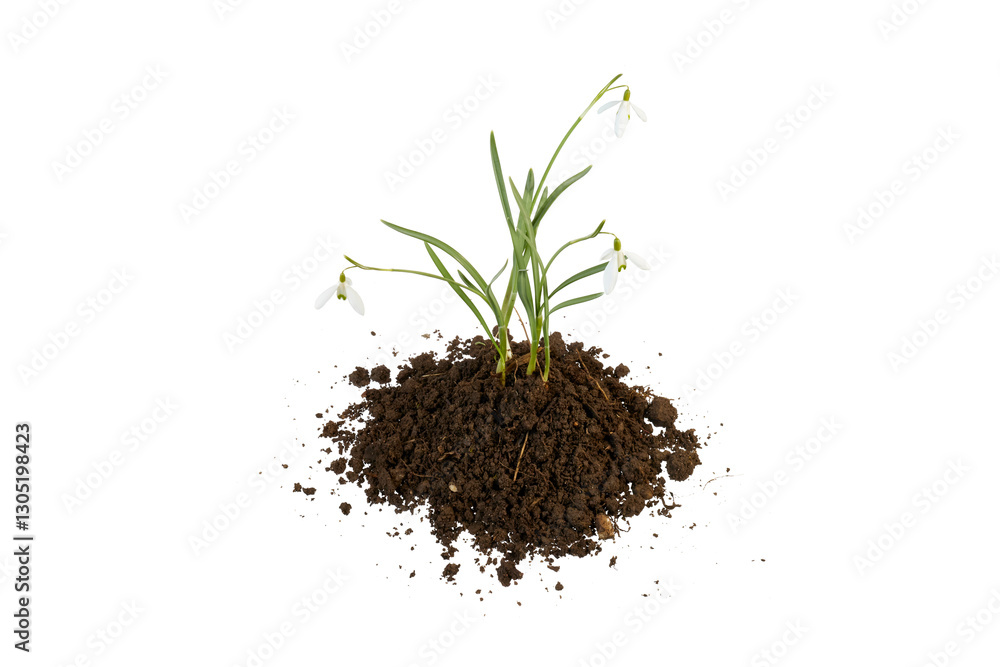 spring snowdrop growing from pile of soil isolated on white or transparent png spring snowdrop growing from pile of soil isolated on white or transparent png
