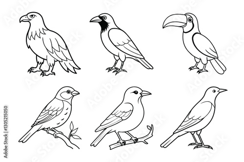 Set of bird vector illustration