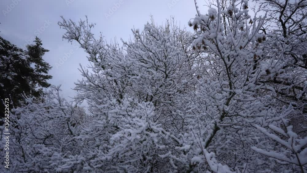 snow-white winter fairy tale when bare trees are completely covered with a layer of snow snow-white winter fairy tale when bare trees are completely covered with a layer of snow