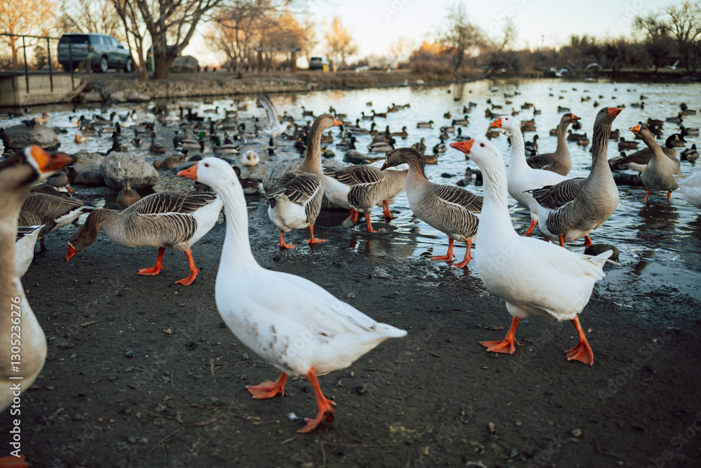 Closeup White and brown ducks searching food and diving underwater to catch fish Closeup White and brown ducks searching food and diving underwater to catch fish