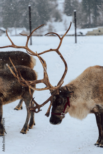 Reindeers Standing in a Snowy Enclosure with Other Deer in the Background