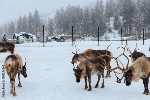 Reindeers Standing in a Snowy Enclosure with Other Deer in the Background