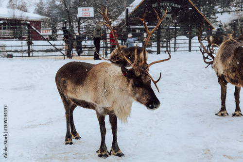 Reindeers Standing in a Snowy Enclosure with Other Deer in the Background