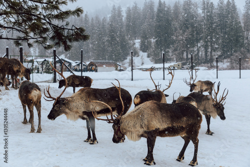 Reindeers Standing in a Snowy Enclosure with Other Deer in the Background
