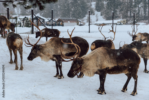 Reindeers Standing in a Snowy Enclosure with Other Deer in the Background