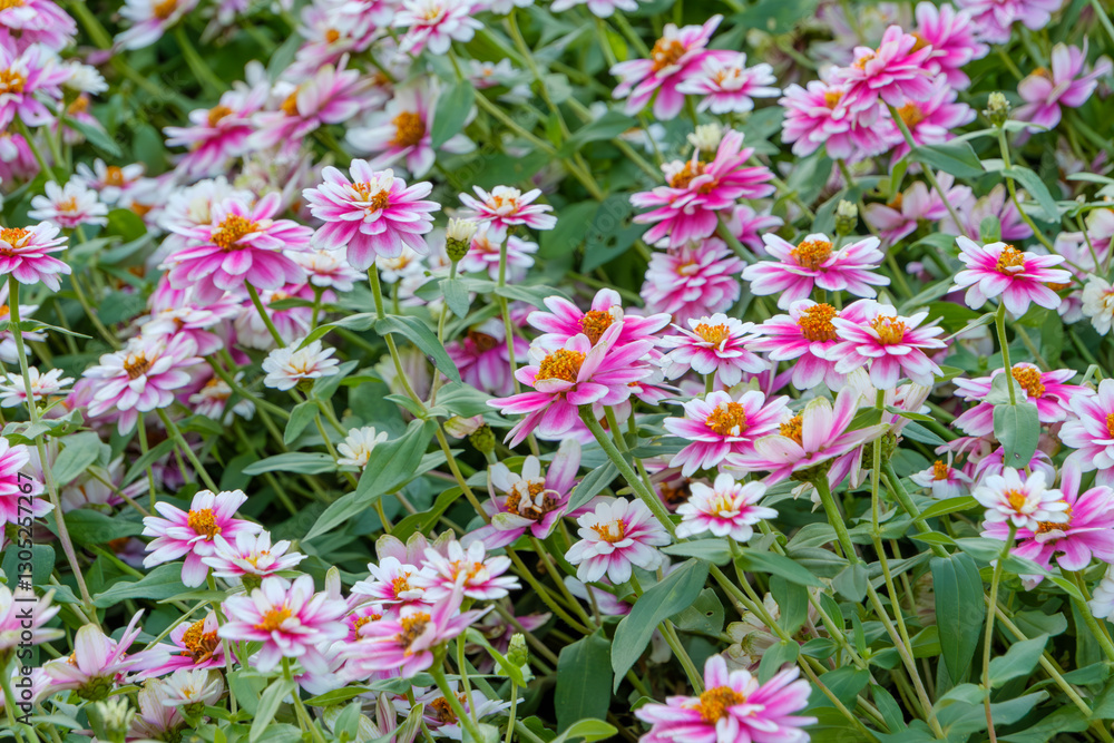 Obraz premium ピンクと白のジニアの花畑