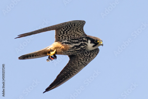 Eurasian Hobby