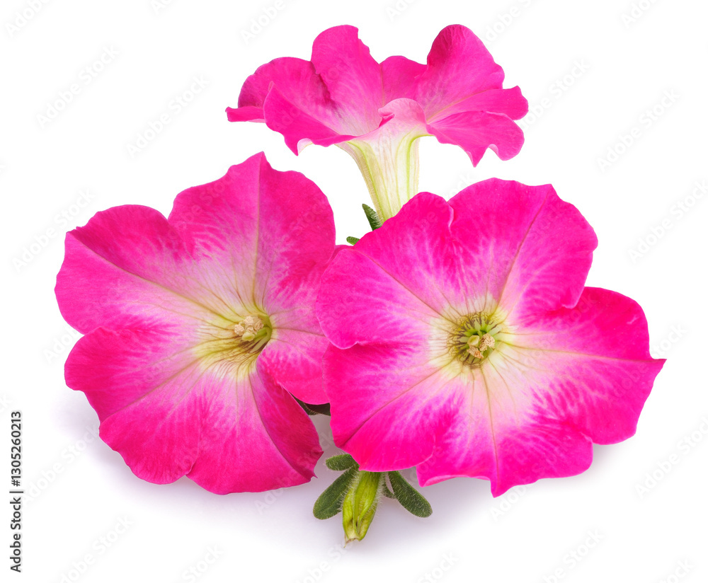 Fototapeta premium Pink surfinia petunia flowers