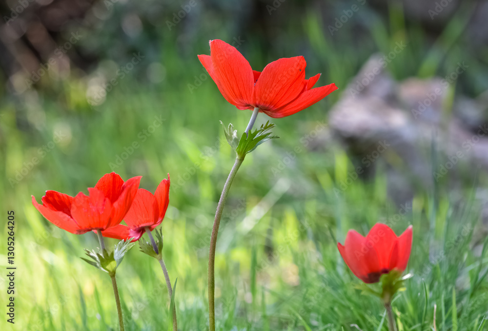 wild red flowers, red anemone photos wild red flowers, red anemone photos