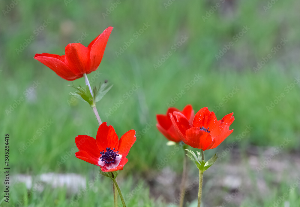 Obraz premium wild red flowers, red anemone photos