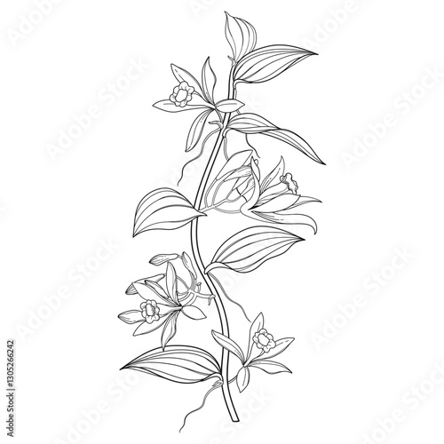 Outline vine of Vanilla planifolia (vanilla orchid) flowers and leaves in black isolated on white background. 