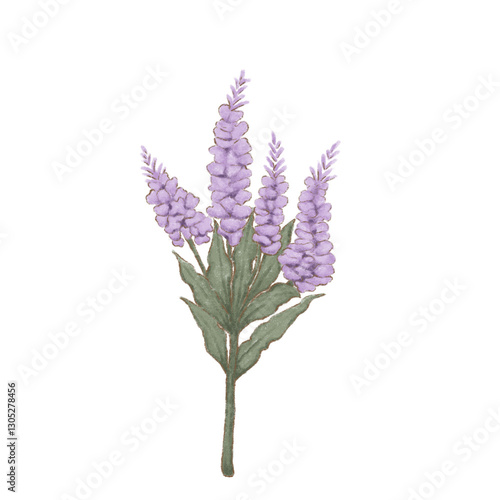lilac
