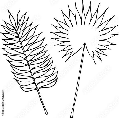 Vector line coconut and fan palm leaves isolated on a white background.