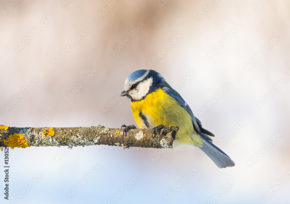 Fototapeta premium A blue titmouse sits on a branch on a sunny winter morning