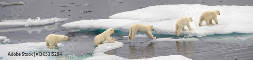 Baby polar bear leaping on ice