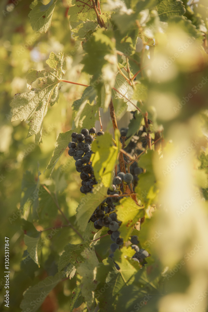 a cluster of ripe, dark purple grapes hanging from a grapevine. The grapes are surrounded by green leaves, some of which are starting to turn yellow and brown, indicating the changing of seasons. a cluster of ripe, dark purple grapes hanging from a grapevine. The grapes are surrounded by green leaves, some of which are starting to turn yellow and brown, indicating the changing of seasons.